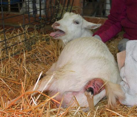 The best way to treat an affected kid is with analgesics, probiotics, antisera, or oral electrolytes, and then hope for the best. . When to deworm a goat after giving birth